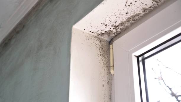 Best Toxic Mold Removal  in Whittingham, NJ