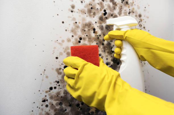 Best Mold Cleaning Services  in Whittingham, NJ