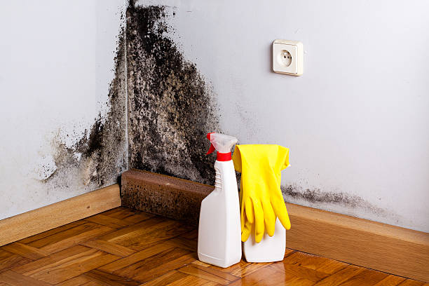 Best Mold Removal and Inspection  in Whittingham, NJ