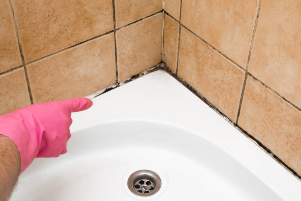 Best Black Mold Removal  in Whittingham, NJ